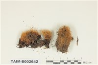 藏品(曲尾苔科)的圖片